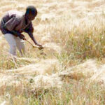 wheat farmers