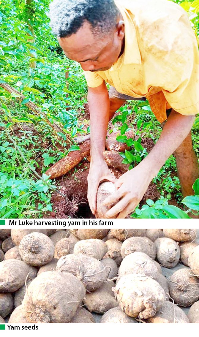 Yam farmers lament government negligence