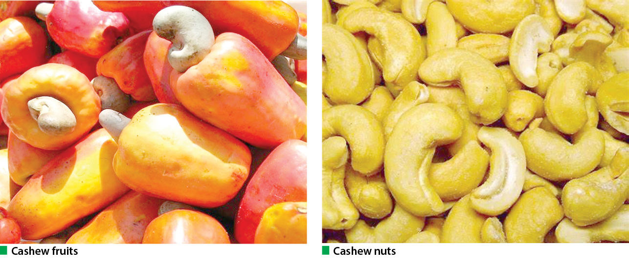 Farmers seek better deal as cashew industry births in Kwara