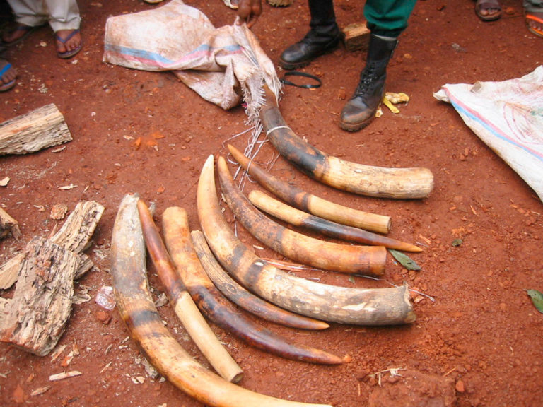 Wildlife trafficking: FG destroys $9.9bn worth of ivory