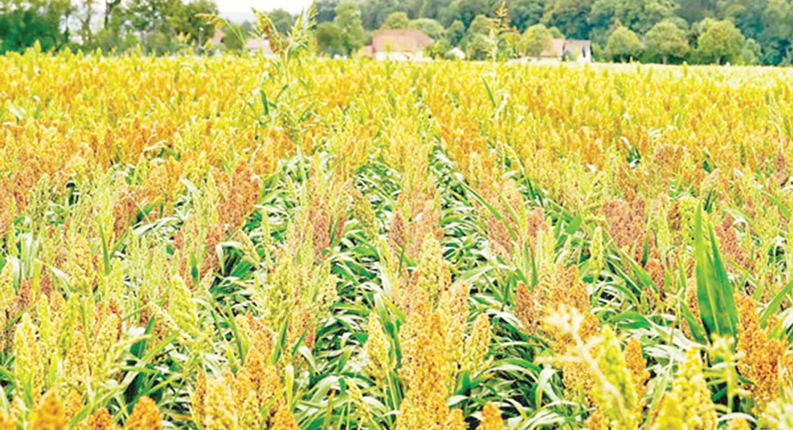 FG tasks women farmers on economic devt, food security