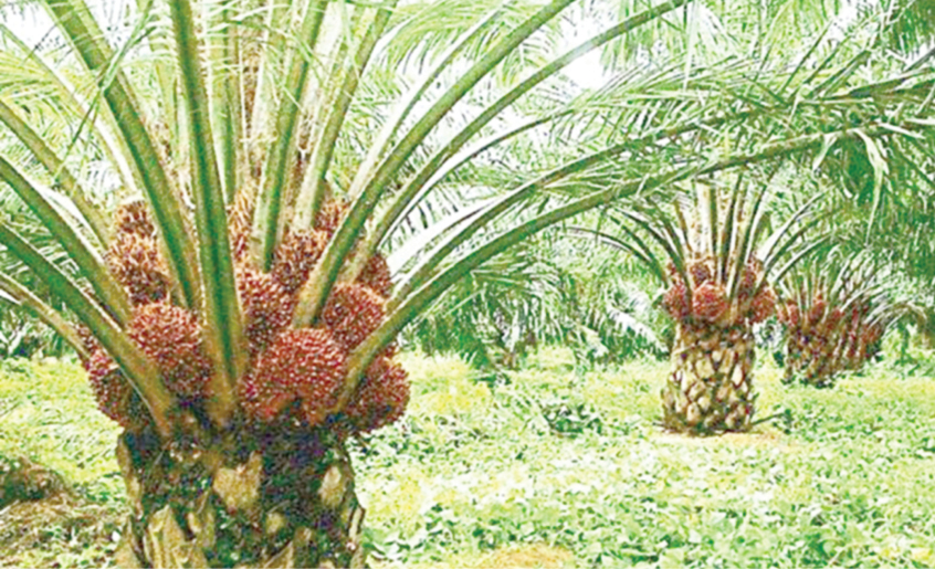 Establish oil palm dev’t council, NPPAN tells FG