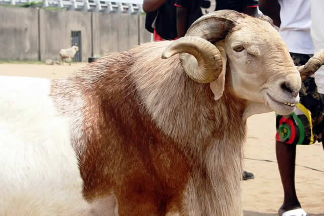 NIGERIA DAILY: “Sallah Ram: You Can Eat Everything, But You Need To Hear This First”