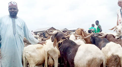 Sacrificial animals: Ram sellers, buyers decry low patronage, high price in Jos