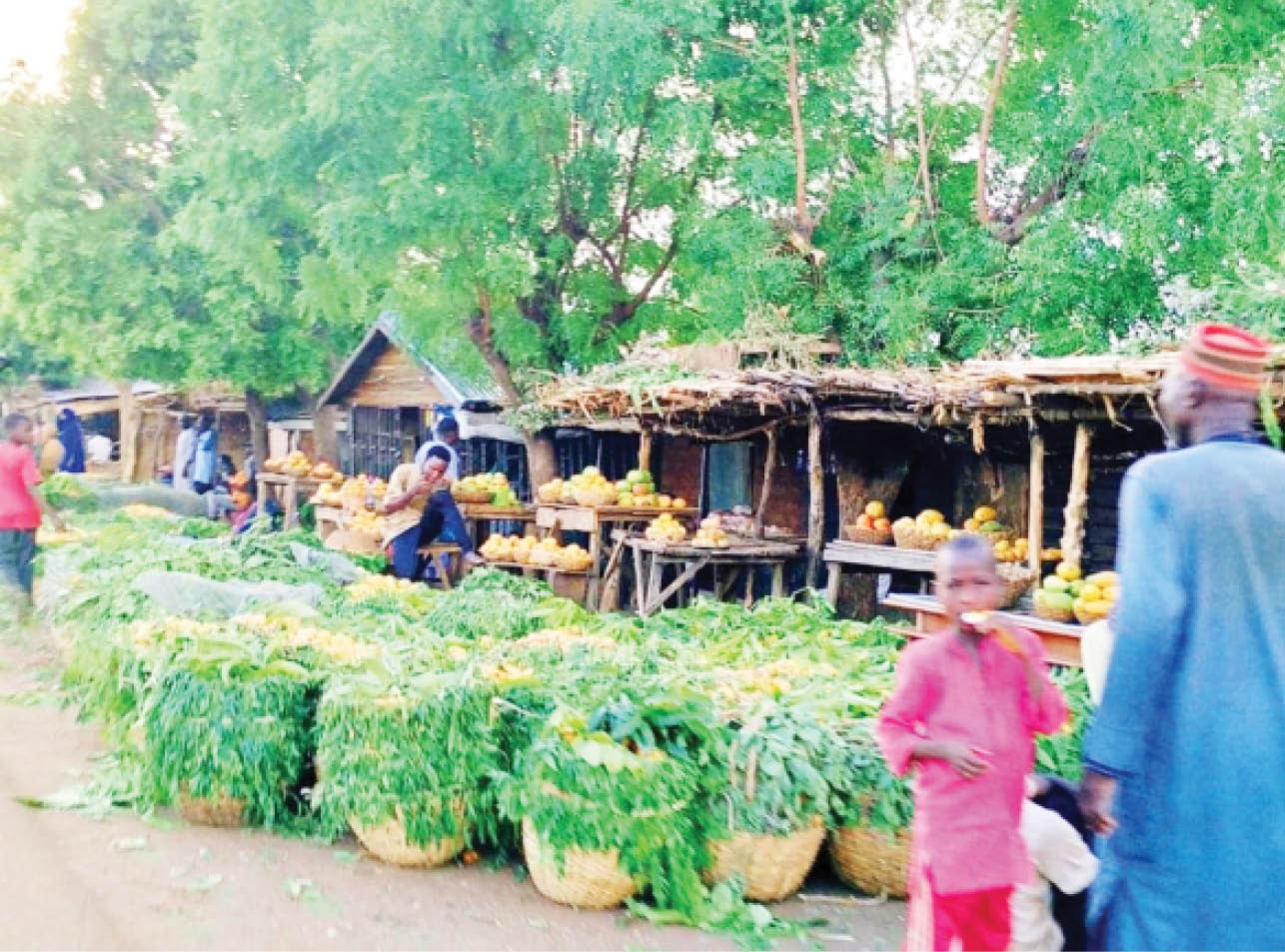 How Yobe community makes money from mangoes