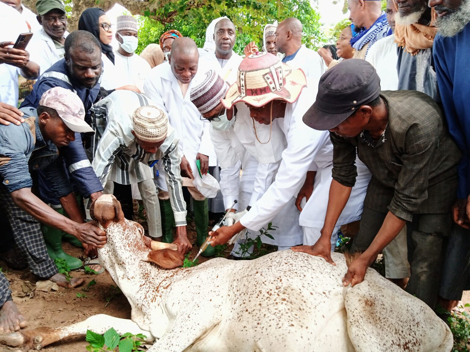 400 cows, 200 sheep vaccinated against anthrax in FCT