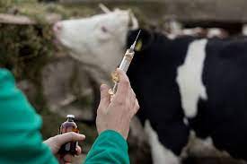 Anthrax: Senate seeks nationwide vaccination of livestock