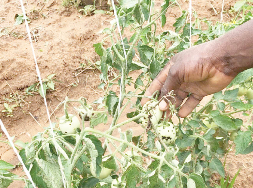 Rain-fed tomato farms in Kano under attack