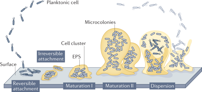 Impacts Of Biofilm Formation On The Fate And Potential