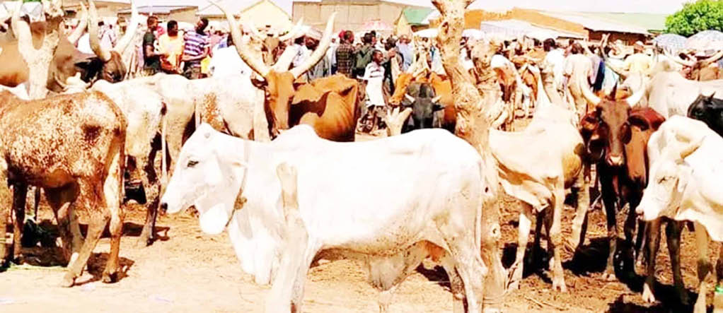 Cattle traders protest Plateau govt’s two-week ultimatum to vacate market