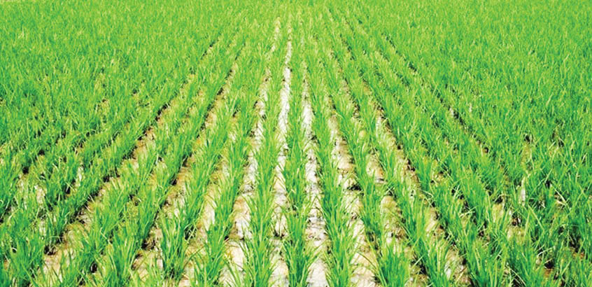 Rice farmers highlight critical issues over ABP loan default