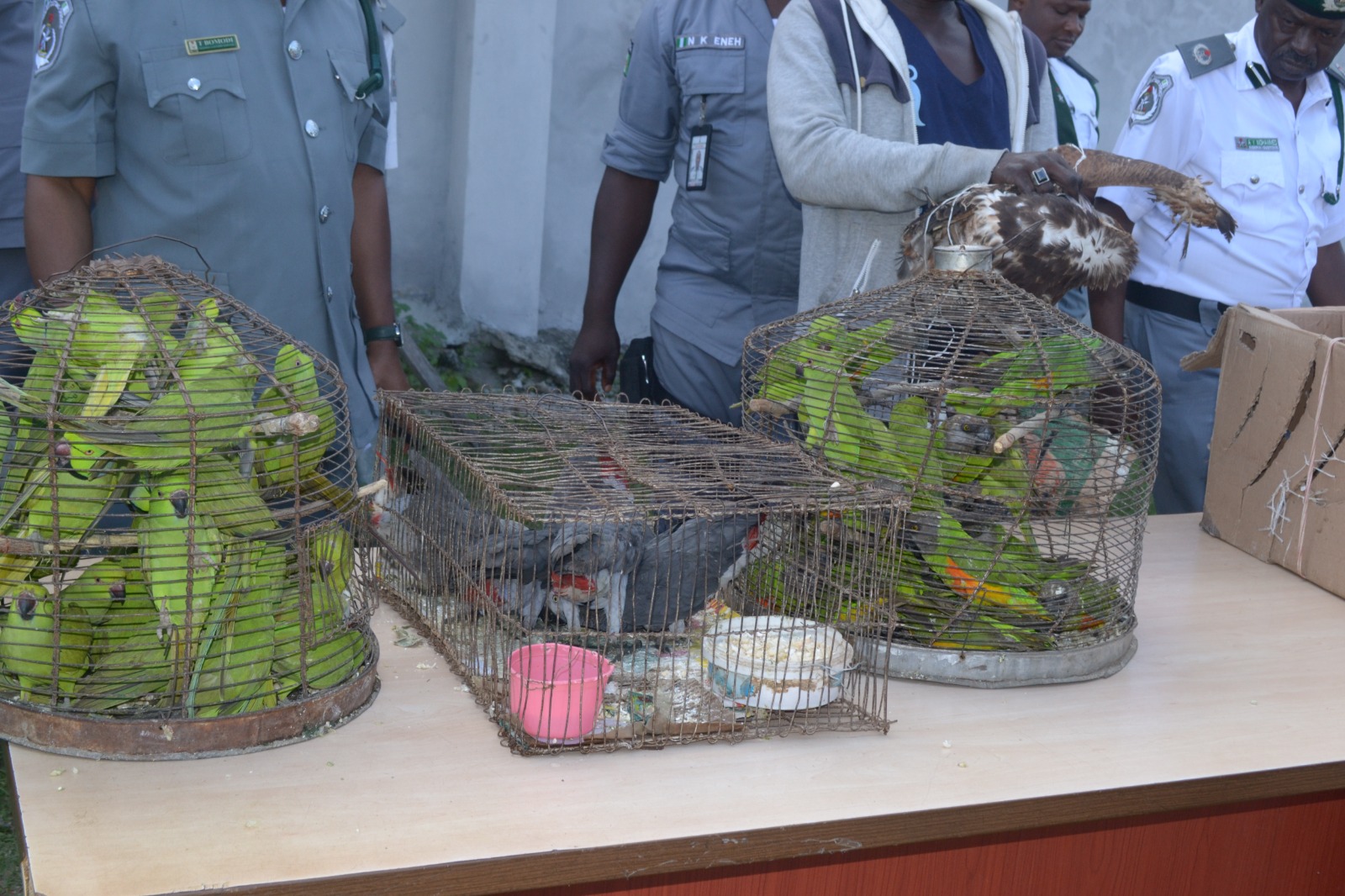 Smuggling: Two arrested with N6.89m parrots, hawks