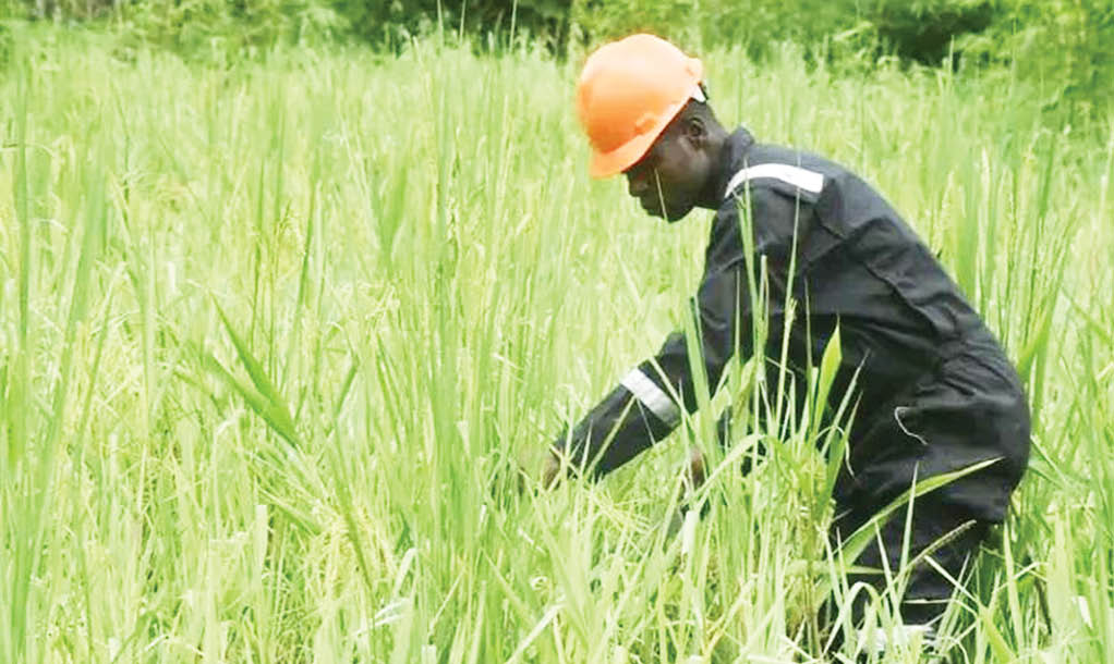 Flood, pests give Bayelsa rice farmers tough times