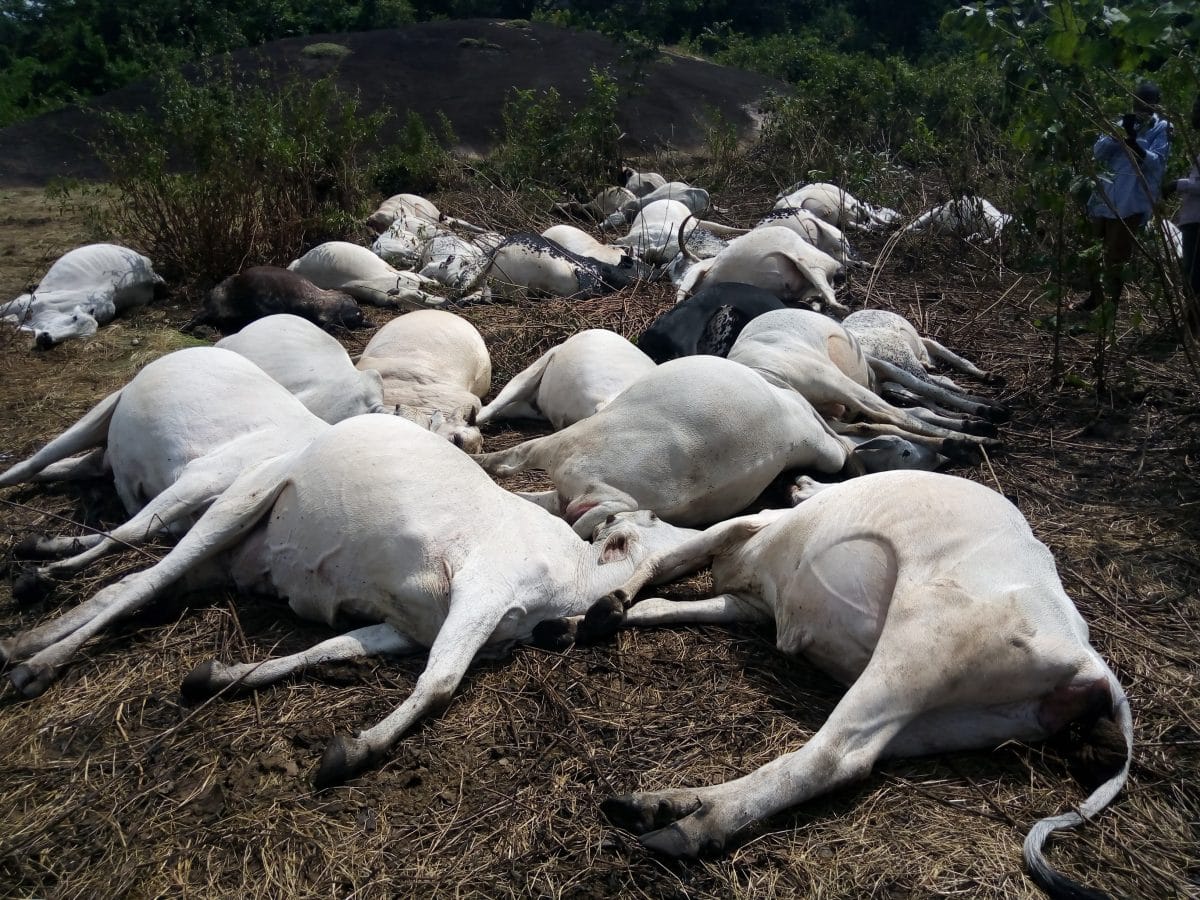 NIGERIA DAILY: Real Reason Zamfara Shut Down Cattle Markets