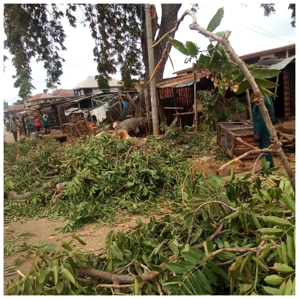 Falling tree kills 2, injures others in Kwara