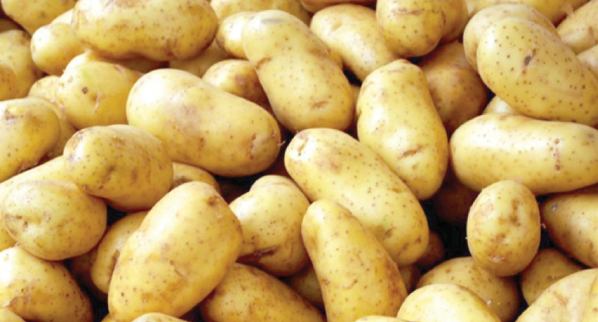 High cost of seed worries Katsina Irish potatoes farmers