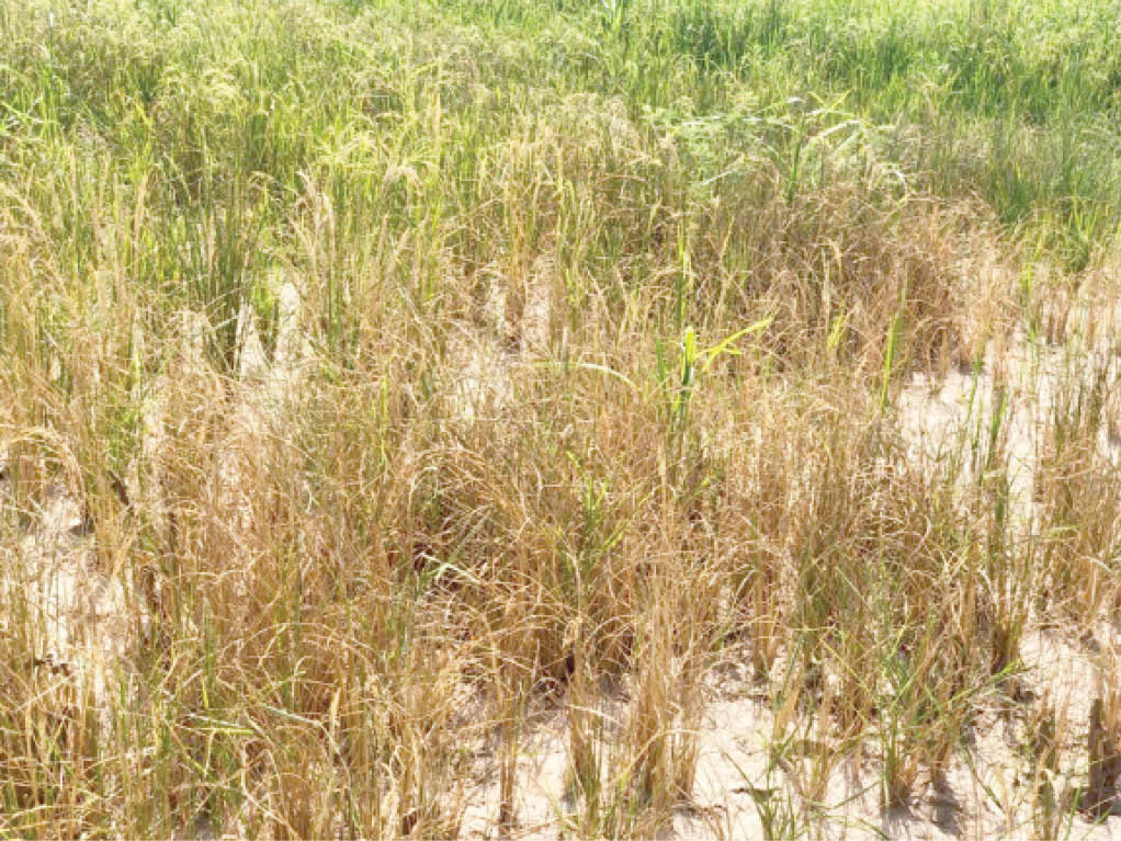 Bauchi: How lack of teachers, infrastructure forced primary schools’ closure, turned pupils to farmers