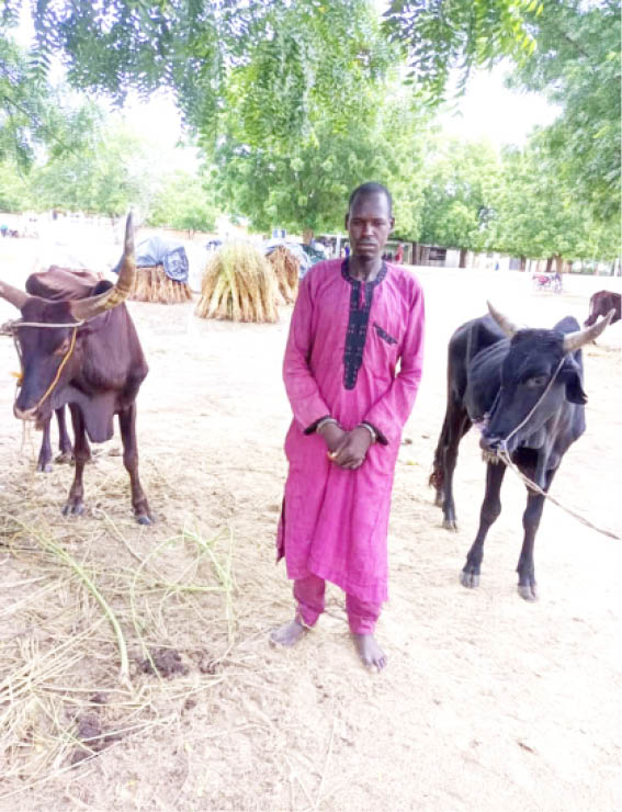 Police arrest rustlers, recover cows in Jigawa