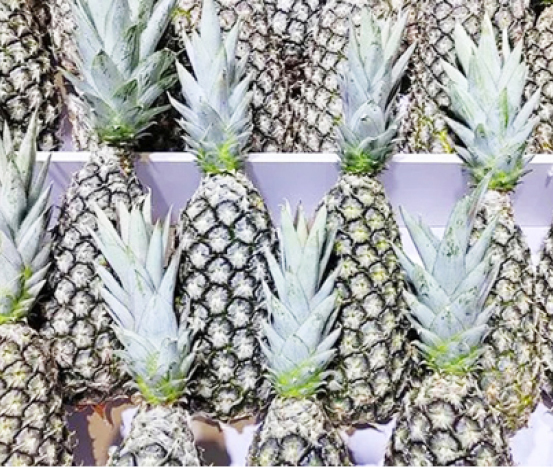 AGRO SOLUTIONS: Benin’s sugarloaf pineapple classified ‘World’s Sweetest Pineapple’