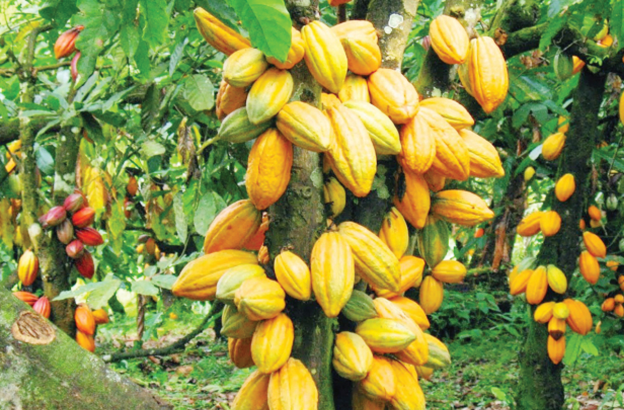 Reasons more farmers are embracing cocoa farming in Taraba