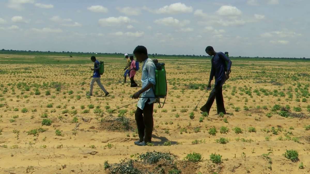 Sesame farmers in Jigawa benefit from WACOT Out-grower Initiative   