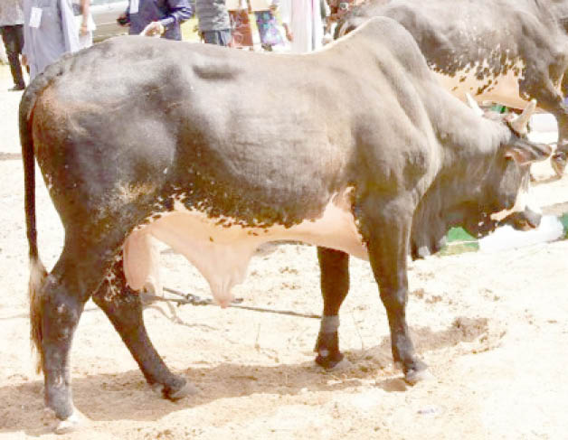 AGRO SOLUTIONS: Tech for accurate complex cattle disease diagnostics imminent