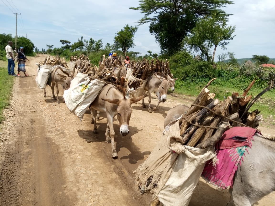 NIGERIA DAILY: Nigerians Resolve To Donkeys And Trekking For Transportation