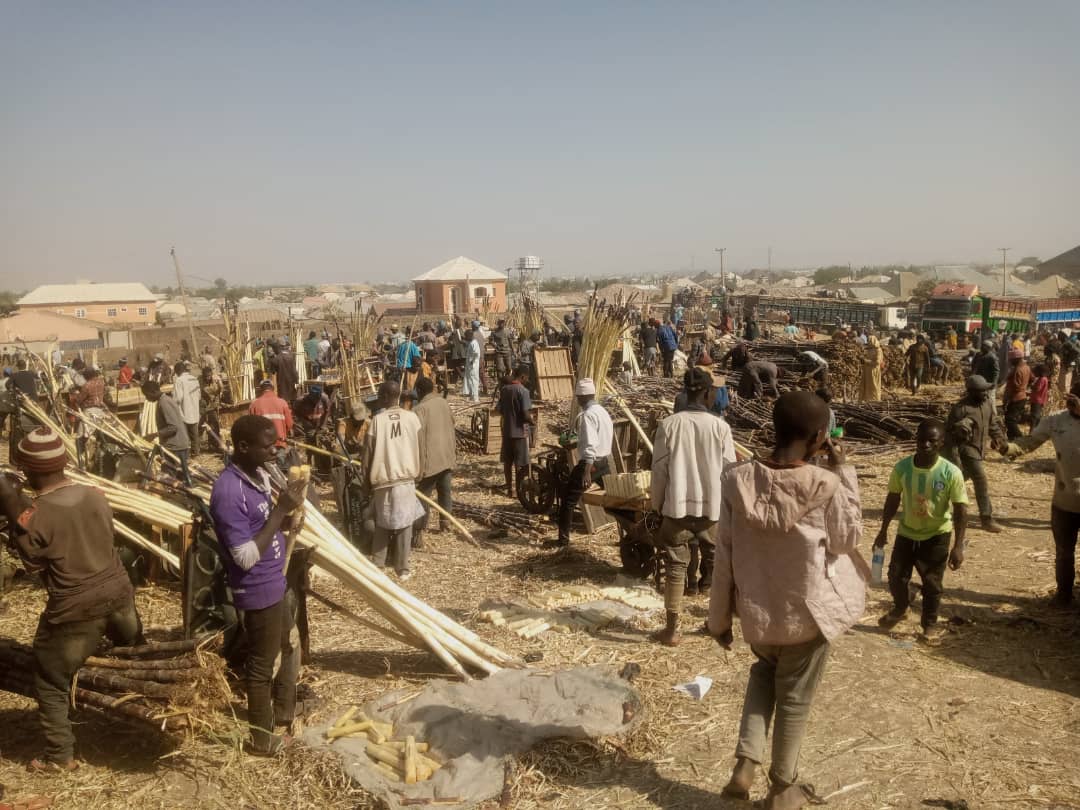 NIGERIA DAILY: Why Bauchi Sugarcane Sellers Move With Brooms