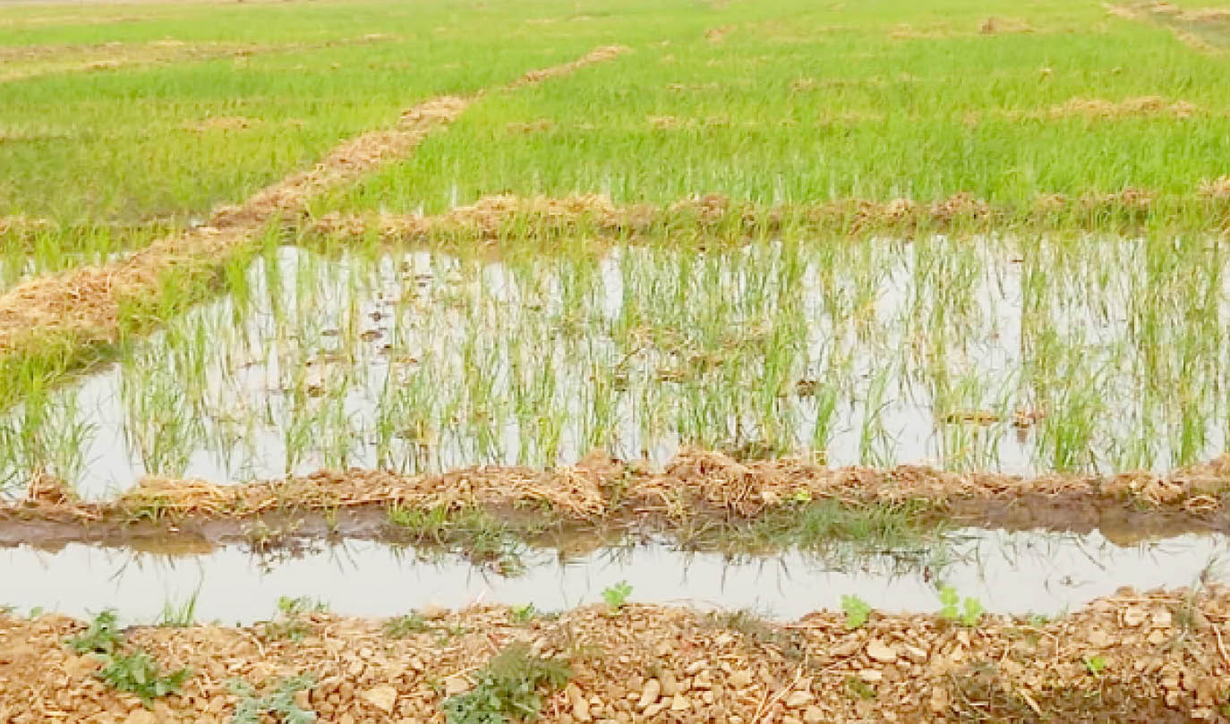 Gombe wheat farmers decry high cost of inputs