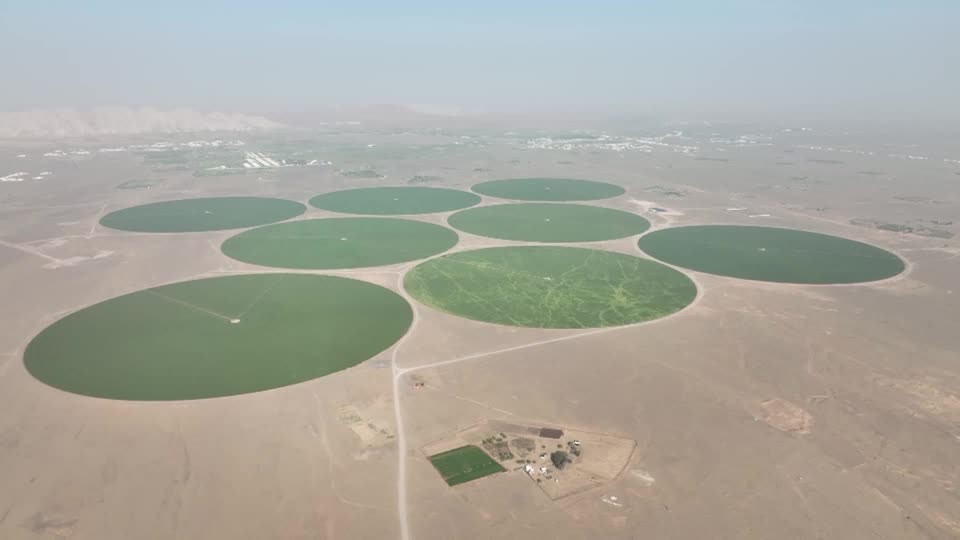 How UAE transformed barren desert into green wheat farm