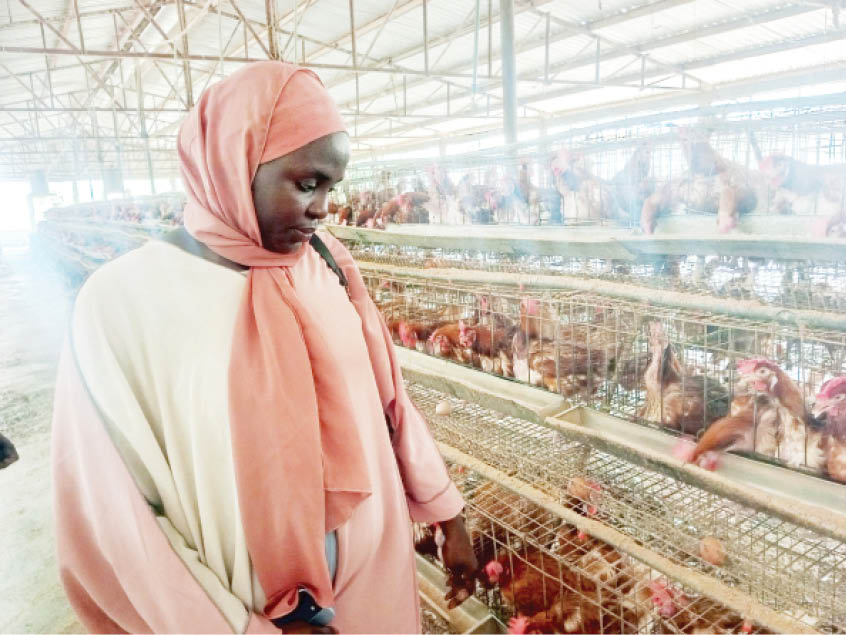 Female poultry farmers share survival strategies amidst current challenges