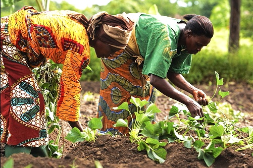 Women decry neglect in agric interventions