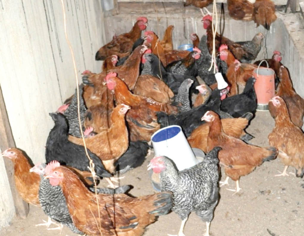 Amo Farms, foundation empower 300 Bauchi women with 6,000 birds, feed