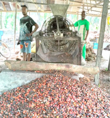 Cocoa, oil palm projects in Cross River to gulp $55m