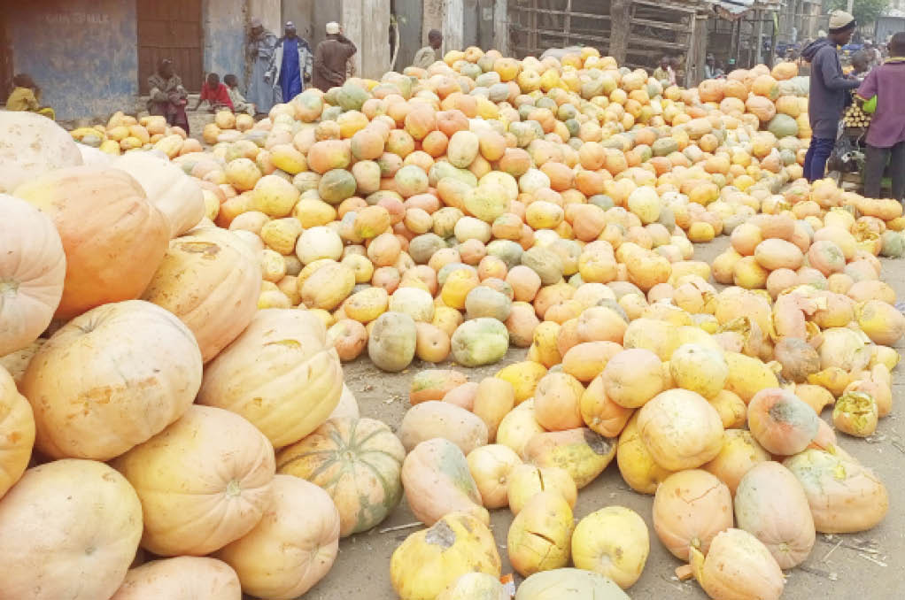 How pumpkin puts money in many farmers’ pockets in Kano