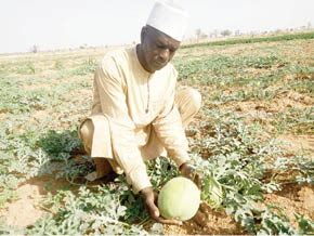 Why Bauchi watermelon farmers moved to Cameroon