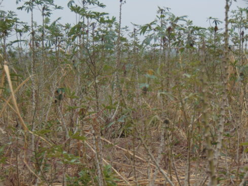 a cassava farm in tankpafu