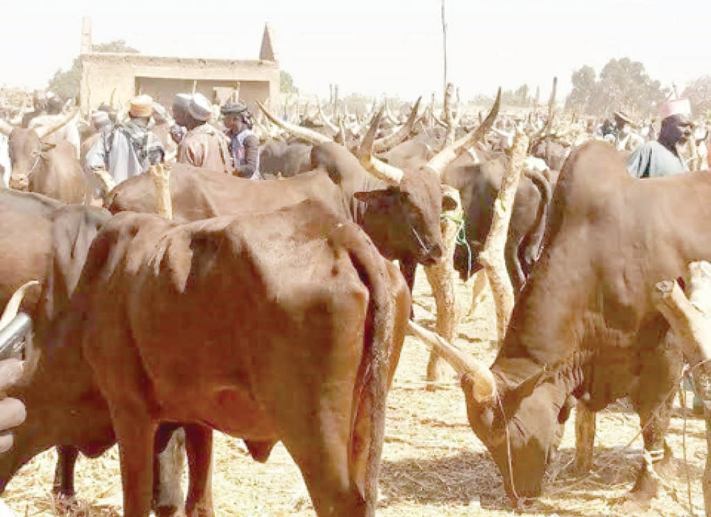 UPDATED: We’ll establish Ministry of Livestock Development – Tinubu