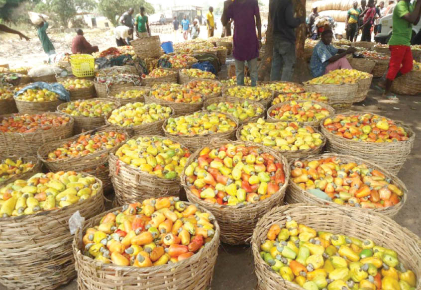 Cashew farmers, dealers groan over multiple taxations in Kogi