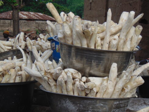 cassava