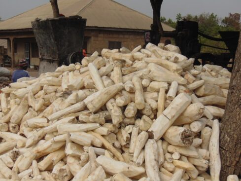 freshly peeled cassava