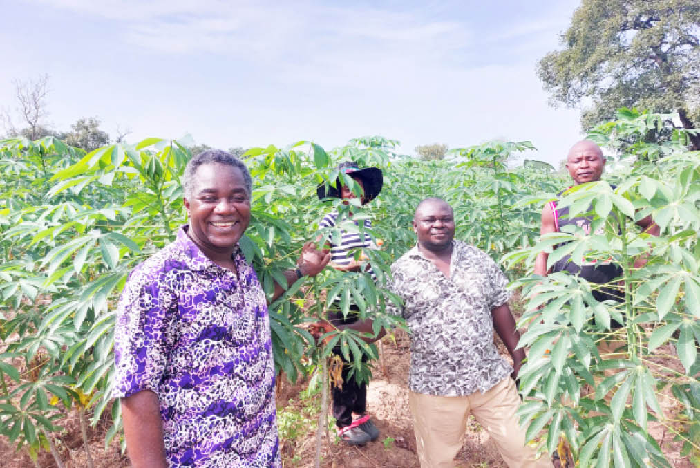 Cassava farmers applaud variety yielding 20 tonnes per hectare