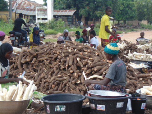 the intense task of peeling cassava begins