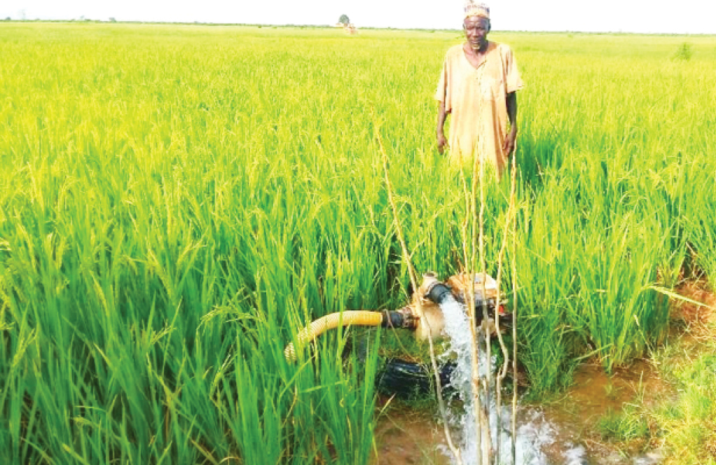 Dry season: Kano rice farmers decry high cost of inputs