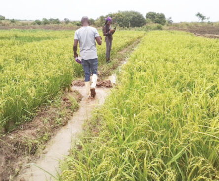 benue farmers walk around thier field