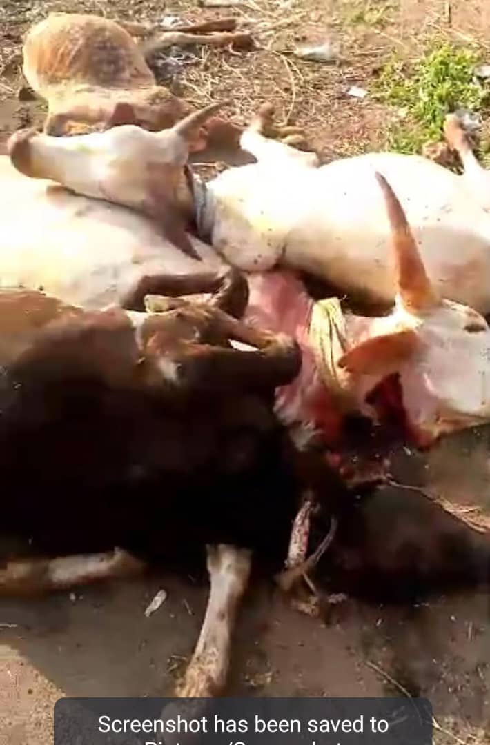 Over 30 cows dead after consumption of poisonous grain in Kwara