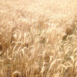 one of the affected wheat farms in jigawa