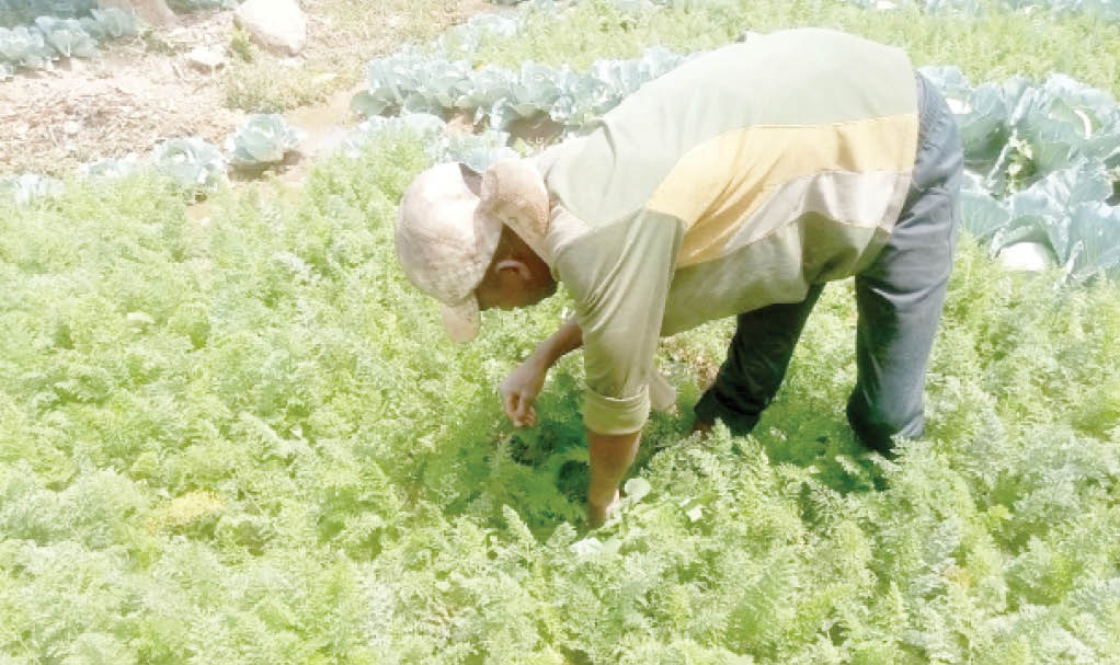 Earnings from vegetables decline despite high cost of inputs – Farmers