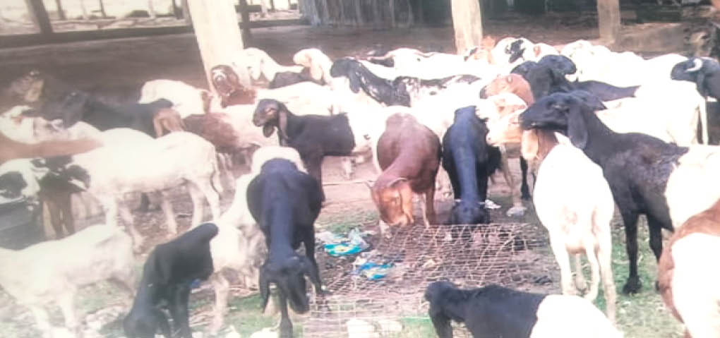 3 suspected rustlers nabbed, 132 rams recovered in Niger