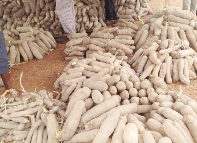 Niger farmers groan over rising cost of yam seedlings